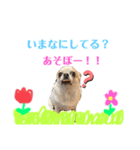 だいまめらっきースタンプ（個別スタンプ：6）