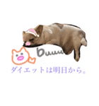 だいまめらっきースタンプ（個別スタンプ：8）