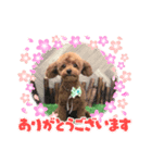 家もんスタンプトイプードル韓国語入り（個別スタンプ：1）