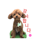 家もんスタンプトイプードル韓国語入り（個別スタンプ：3）