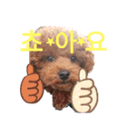 家もんスタンプトイプードル韓国語入り（個別スタンプ：5）