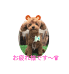 家もんスタンプトイプードル韓国語入り（個別スタンプ：8）
