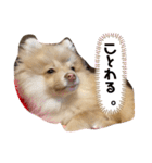 ちわわ×ぽめちー（個別スタンプ：7）