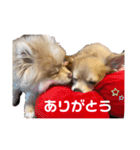 ちわわ×ぽめちー（個別スタンプ：10）