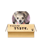 ちわわ×ぽめちー（個別スタンプ：11）