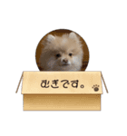 ちわわ×ぽめちー（個別スタンプ：12）