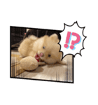 ちわわ×ぽめちー（個別スタンプ：13）