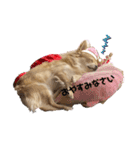 ちわわ×ぽめちー（個別スタンプ：16）