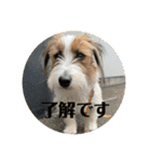 Einy in Tokyo 改良版 40種類（個別スタンプ：1）