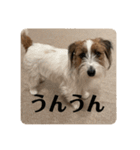 Einy in Tokyo 改良版 40種類（個別スタンプ：5）