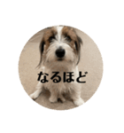 Einy in Tokyo 改良版 40種類（個別スタンプ：7）