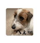 Einy in Tokyo 改良版 40種類（個別スタンプ：9）