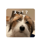 Einy in Tokyo 改良版 40種類（個別スタンプ：10）