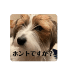 Einy in Tokyo 改良版 40種類（個別スタンプ：11）
