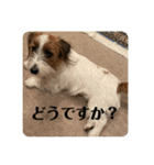 Einy in Tokyo 改良版 40種類（個別スタンプ：12）