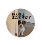 Einy in Tokyo 改良版 40種類（個別スタンプ：13）