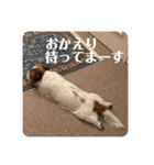 Einy in Tokyo 改良版 40種類（個別スタンプ：14）