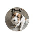 Einy in Tokyo 改良版 40種類（個別スタンプ：15）