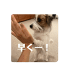 Einy in Tokyo 改良版 40種類（個別スタンプ：16）