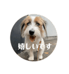 Einy in Tokyo 改良版 40種類（個別スタンプ：19）