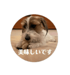 Einy in Tokyo 改良版 40種類（個別スタンプ：20）