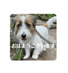 Einy in Tokyo 改良版 40種類（個別スタンプ：21）