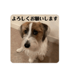 Einy in Tokyo 改良版 40種類（個別スタンプ：22）