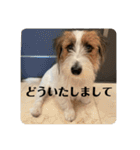 Einy in Tokyo 改良版 40種類（個別スタンプ：24）