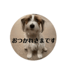 Einy in Tokyo 改良版 40種類（個別スタンプ：25）