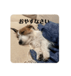 Einy in Tokyo 改良版 40種類（個別スタンプ：26）