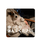Einy in Tokyo 改良版 40種類（個別スタンプ：27）