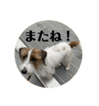 Einy in Tokyo 改良版 40種類（個別スタンプ：28）