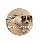 Einy in Tokyo 改良版 40種類（個別スタンプ：29）