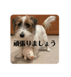 Einy in Tokyo 改良版 40種類（個別スタンプ：30）