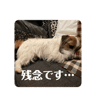 Einy in Tokyo 改良版 40種類（個別スタンプ：32）