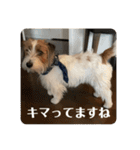 Einy in Tokyo 改良版 40種類（個別スタンプ：33）