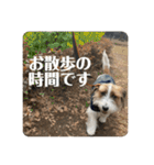 Einy in Tokyo 改良版 40種類（個別スタンプ：35）