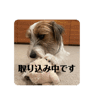 Einy in Tokyo 改良版 40種類（個別スタンプ：36）