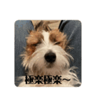 Einy in Tokyo 改良版 40種類（個別スタンプ：37）