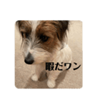 Einy in Tokyo 改良版 40種類（個別スタンプ：38）