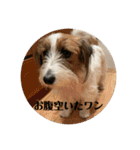 Einy in Tokyo 改良版 40種類（個別スタンプ：39）