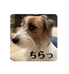 Einy in Tokyo 改良版 40種類（個別スタンプ：40）