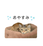グリ＆おこげ pt5（個別スタンプ：5）
