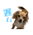 チロチロ④（個別スタンプ：4）
