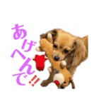 チロチロ④（個別スタンプ：5）