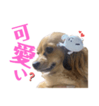 チロチロ④（個別スタンプ：7）
