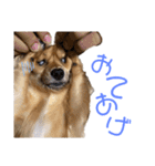 チロチロ④（個別スタンプ：9）