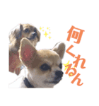 チロチロ④（個別スタンプ：11）