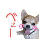 チロチロ④（個別スタンプ：13）