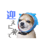 チロチロ④（個別スタンプ：14）